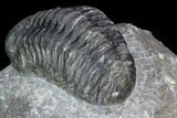 Pedinopariops Trilobite - Mrakib, Morocco #126319-4
